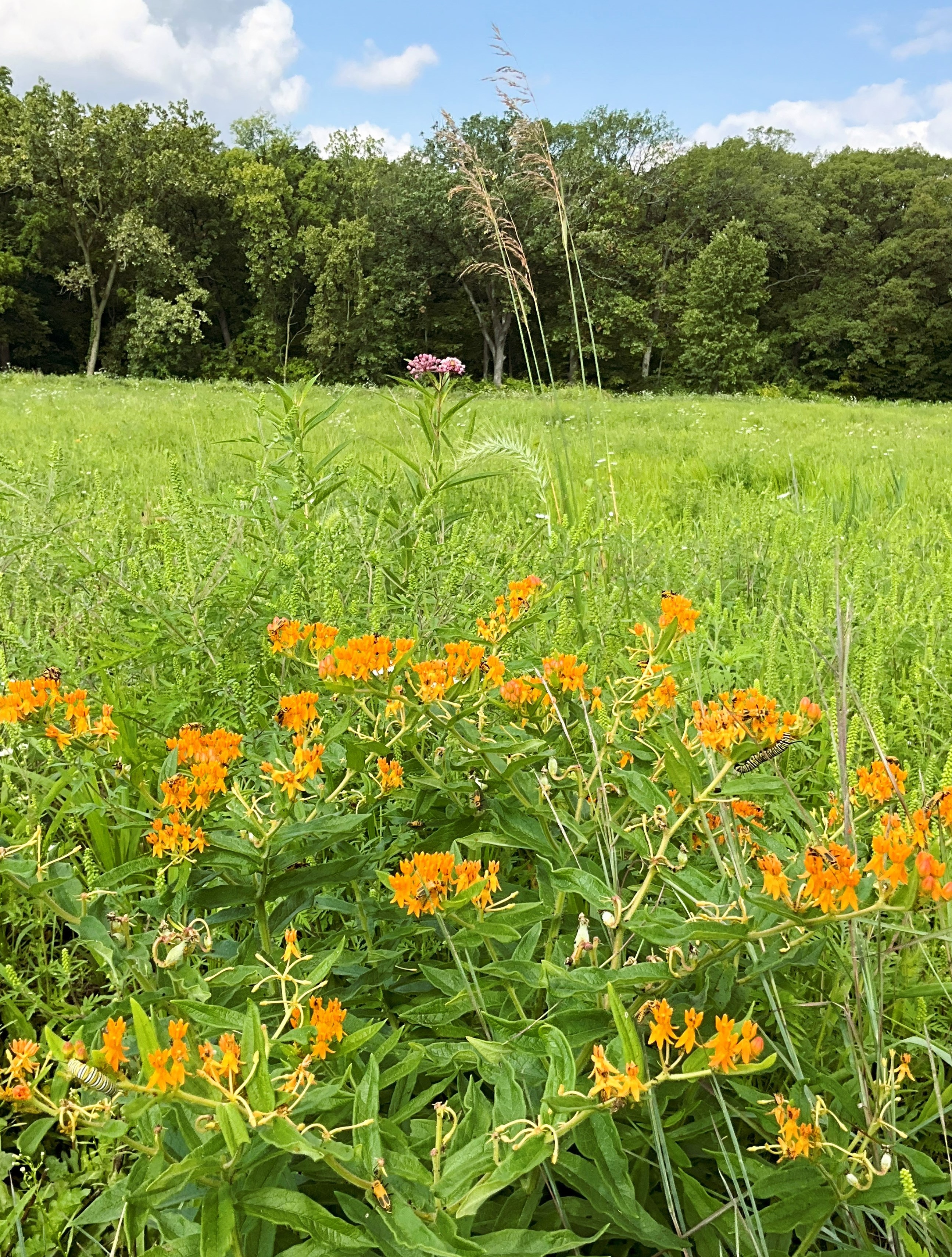 Prairies at the Lemont Refinery