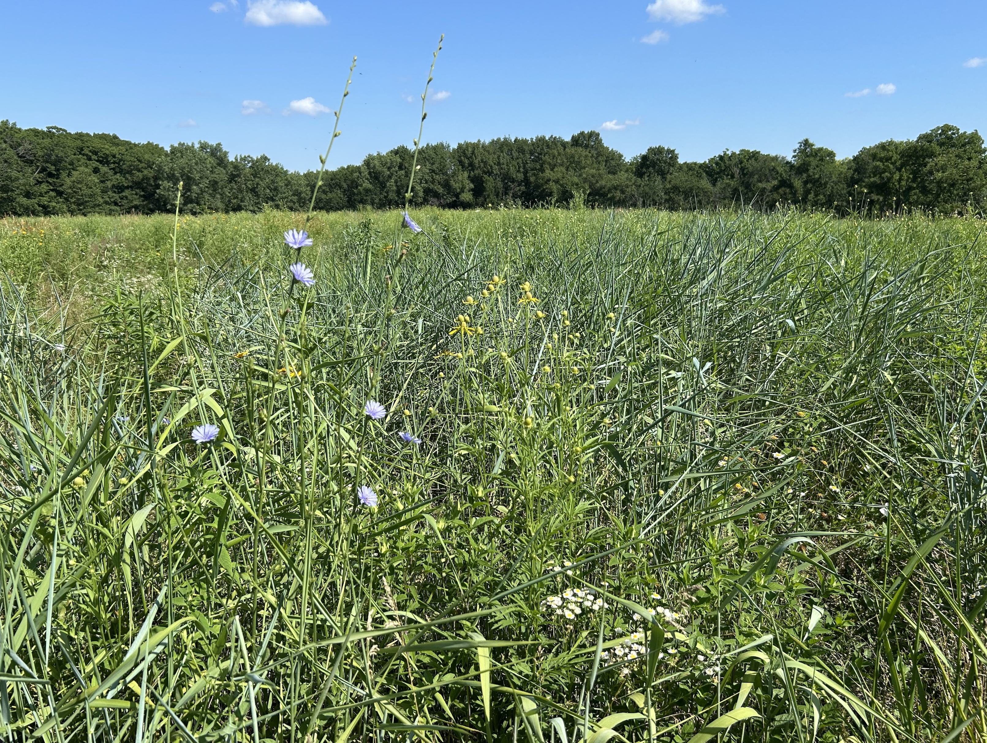 Prairies at the Lemont Refinery