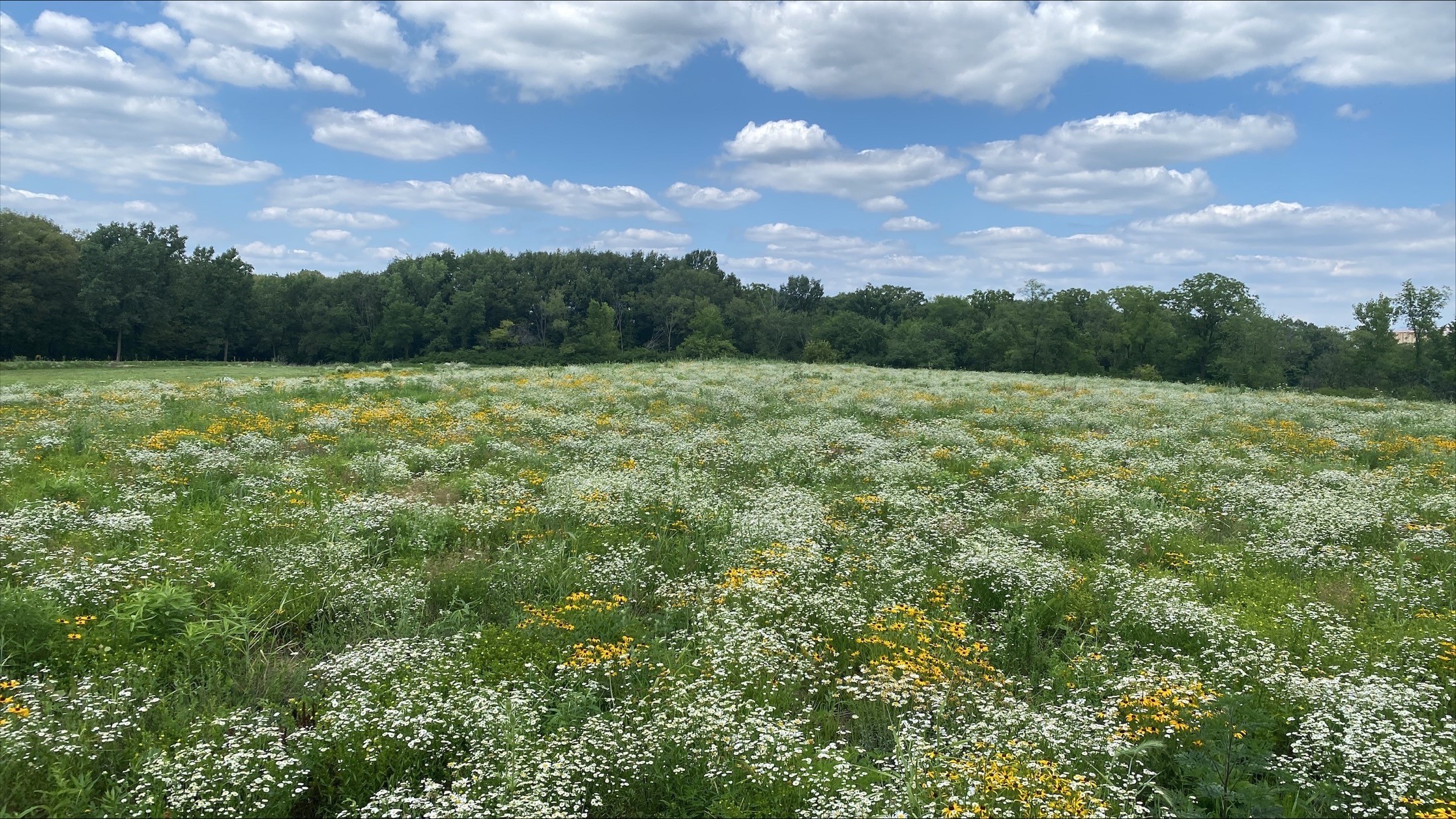 Prairies at the Lemont Refinery